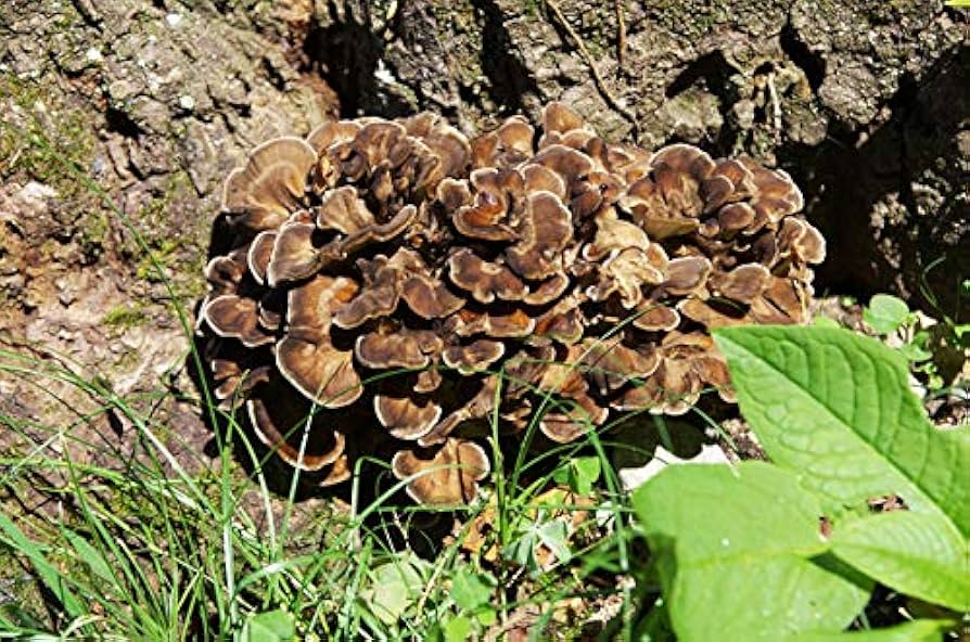 Amazon.co.jp: 天然 舞茸 500g 国産 天然きのこ 飛騨産 (岐阜県